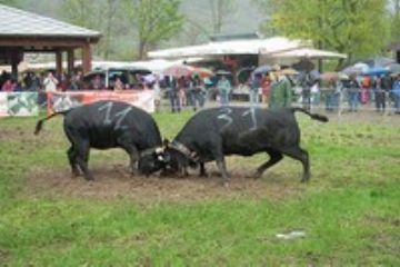 Battaglia delle Reines e Fiera Primaverile